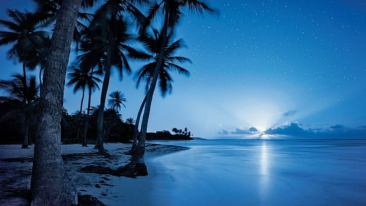 Florida Night Sky, ocean, palms, shore, night Free HD Wallpaper