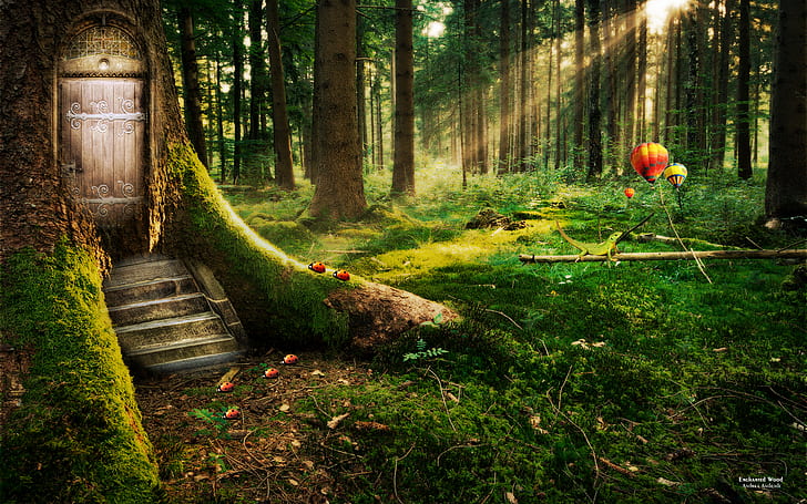 forest, enchanted Free HD Wallpaper