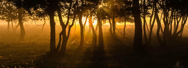 Forest Silhouette Sunset, morning, sunlight, contrast, landscape Free HD Wallpaper