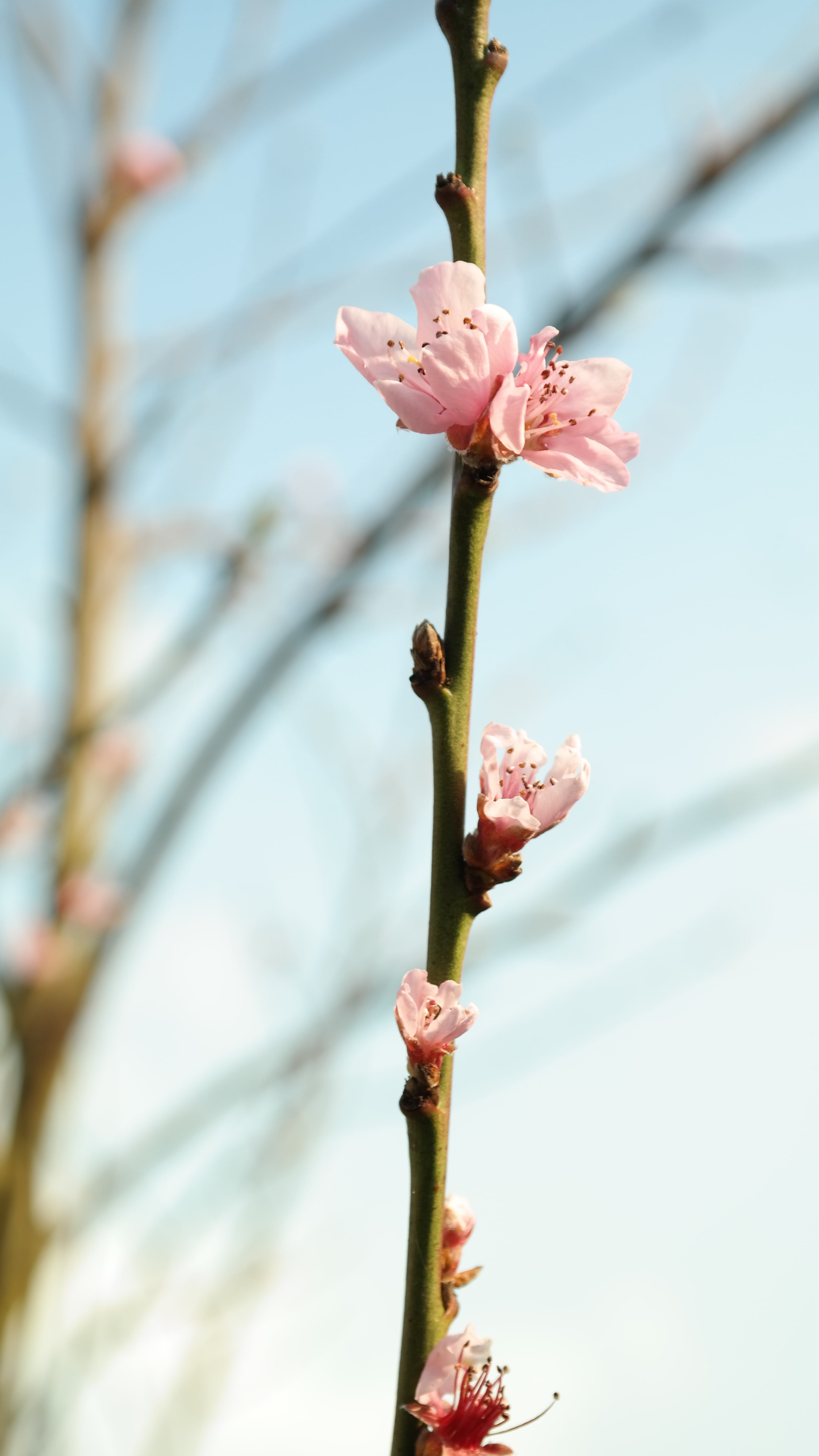 freshness, selective focus, springtime, day