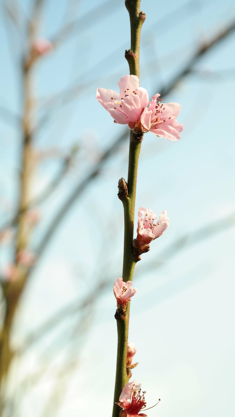 freshness, selective focus, springtime, day Free HD Wallpaper