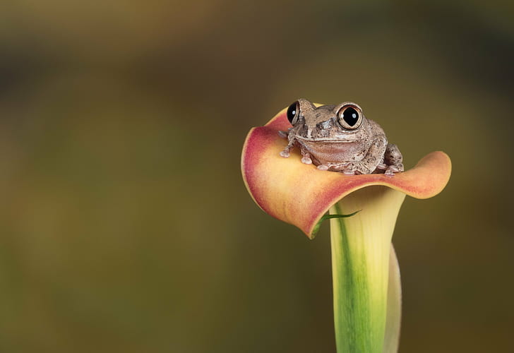 Green and Yellow Frog, olympus, studio, omd em5 mii, toad Free HD Wallpaper