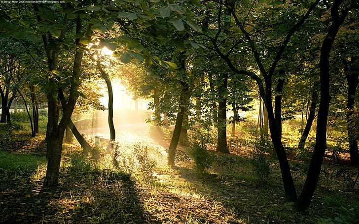 High Resolution Forest, forests, light, trees, art Free HD Wallpaper