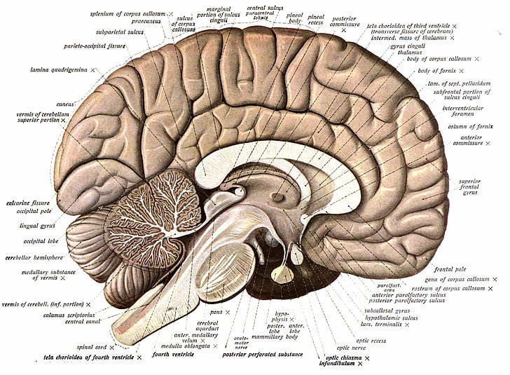 Internal Anatomy of the Brain, anatomy, intelligence, wisdom, art and craft Free HD Wallpaper