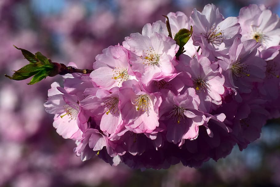 Kwanzan Cherry Blossom Tree, aesthetic, blossom branches, flowering plant, beautiful Free HD Wallpaper
