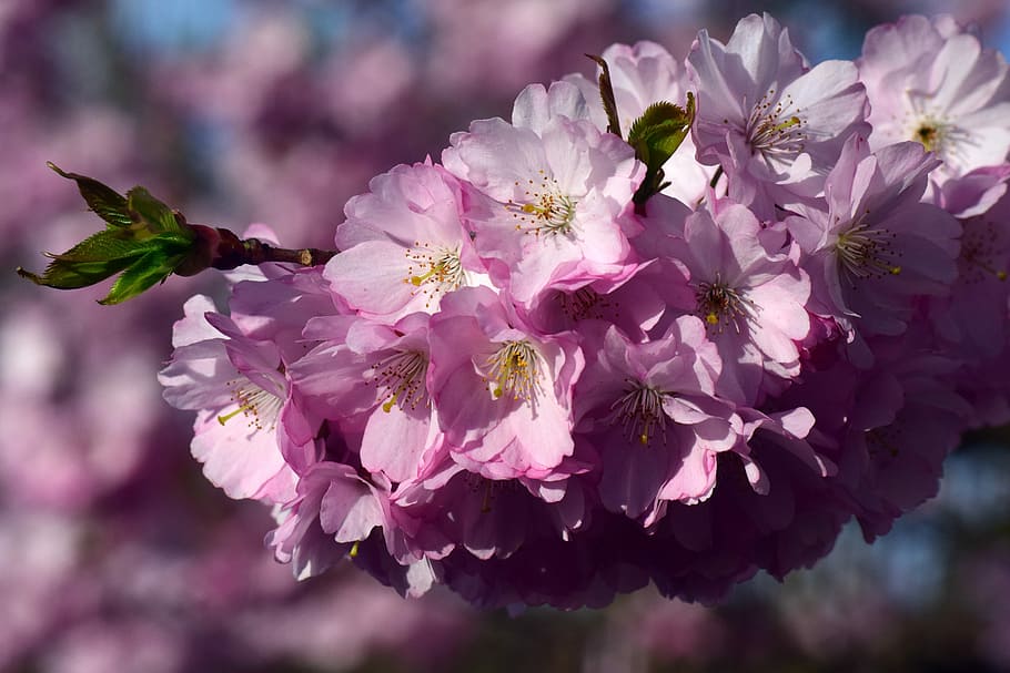 Kwanzan Cherry Blossom Tree, aesthetic, blossom branches, flowering plant, beautiful