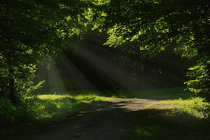 Magic Forest, scenics  nature, peaceful, sunrise, direction Free HD Wallpaper