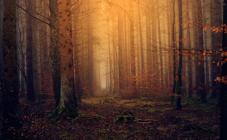 Nature Green Forest, land, landscape, no people, path