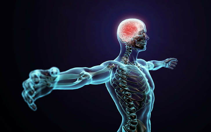 Nervous System Body Map, brain, nerve, system,, human Free HD Wallpaper