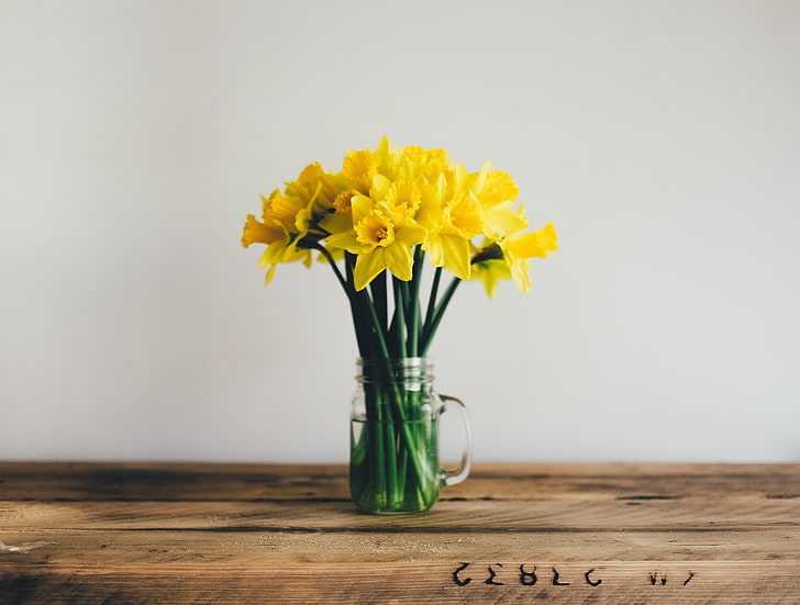 żonkile, blossom, freshness, season, still life