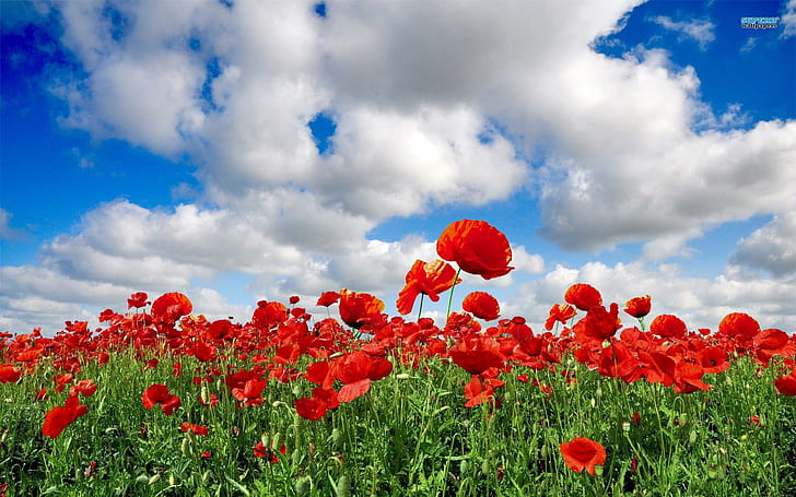 Oz Poppy Field, fields, nature and landscapes, clouds, poppy Free HD Wallpaper