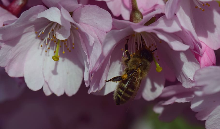 Peach Blossom, beauty in nature, closeup, animal, animal themes Free HD Wallpaper