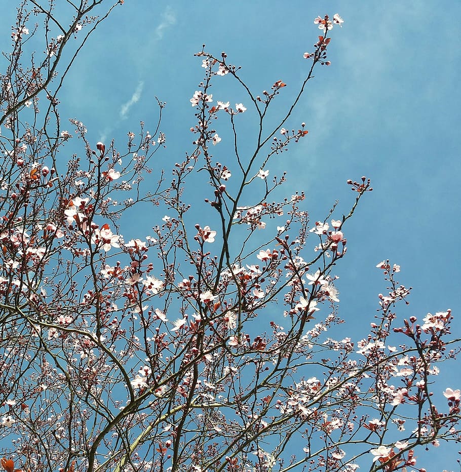 Pink and Blue Flower Garden, branch, sky, springtime, cloud  sky