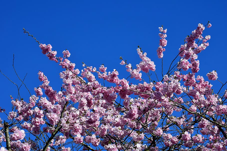 Pink Flowers, blossom, branches, beautiful, freshness Free HD Wallpaper