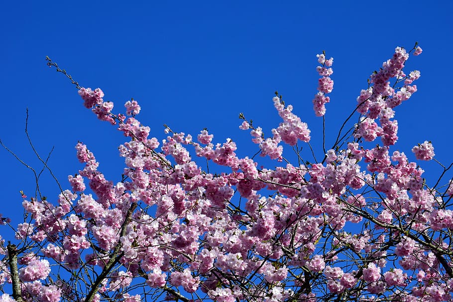 Pink Flowers, blossom, branches, beautiful, freshness