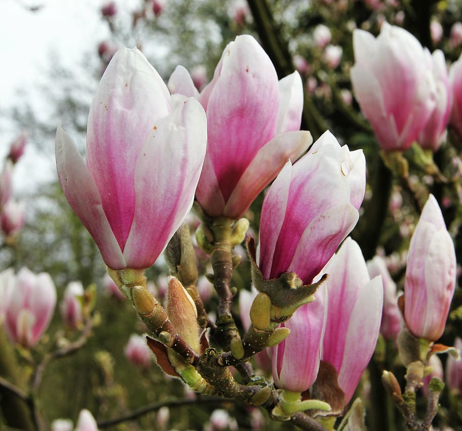 Pink Magnolia Tree Care, springtime, pink and white, flower, day