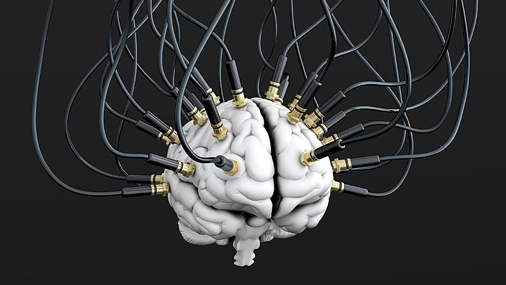 Putamen and Internal Capsule, human representation, complexity, creativity, representation