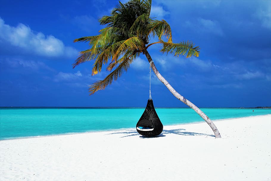 Raffles Maldives, loneliness, tropical tree, paradise, greenishblue Free HD Wallpaper