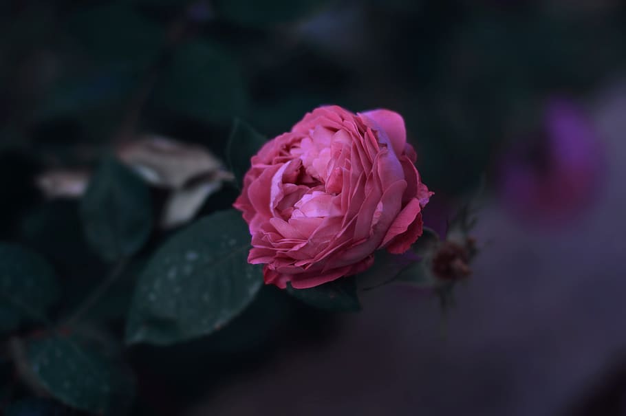 Rose Bud Blooming, petal, focus, flower head, closeup Free HD Wallpaper