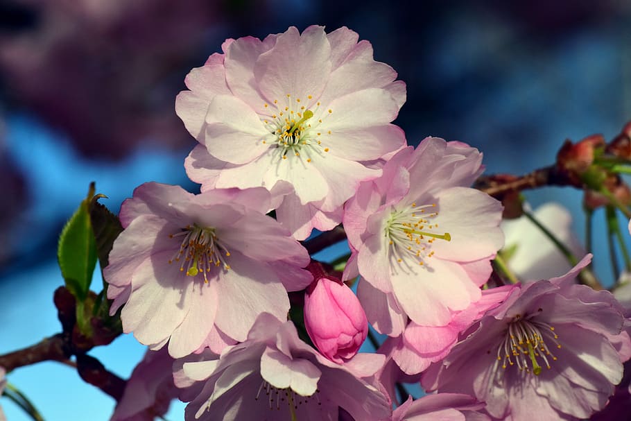 Rose Flower, flowering plant, purple, freshness, closeup Free HD Wallpaper