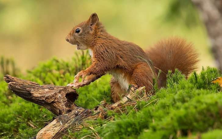 Squirrel Animal, eurasia, animal, animal wildlife, animals in the wild Free HD Wallpaper