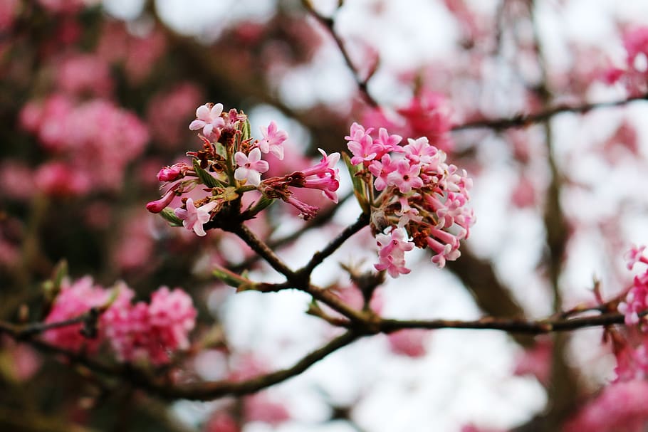 Tree Photography, pollen, flower, branch, growth Free HD Wallpaper