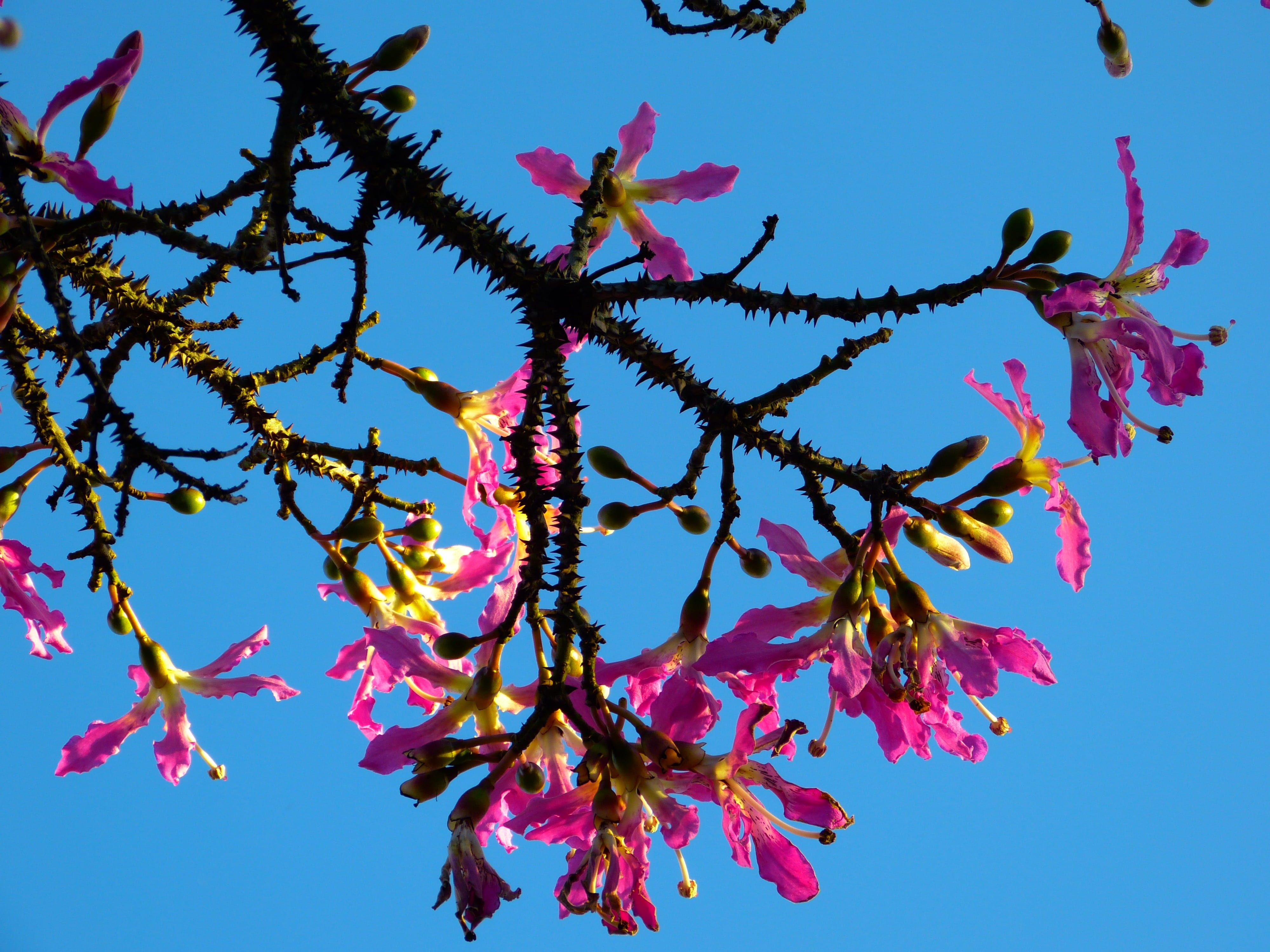 young tree, beauty in nature, flower, pink