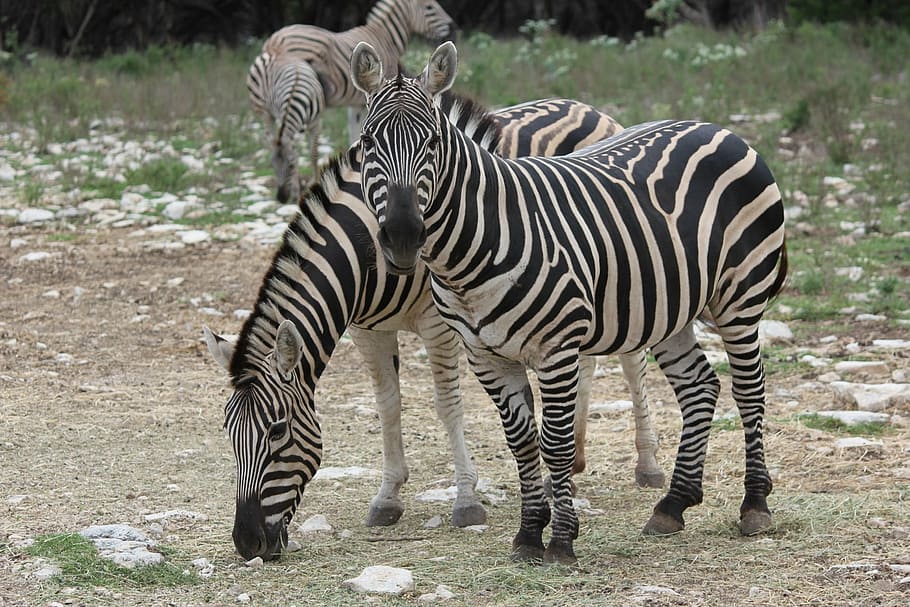 A Group of Monkeys, black color, animal themes, striped, outdoors