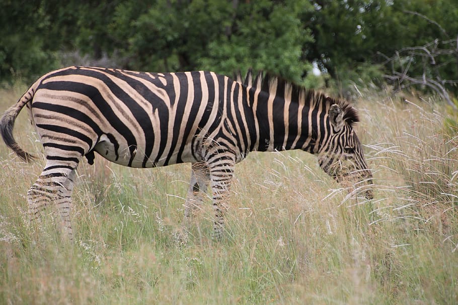 Adult Zebra, wildlife reserve, plant, one animal, mammal Free HD Wallpaper