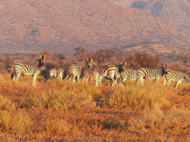 African Savanna Biome Animals, safari, outdoors, kenya, animals in the wild Free HD Wallpaper