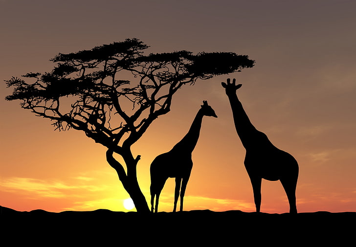 African Sunset with Animals, beauty in nature, herbivorous, safari, travel Free HD Wallpaper