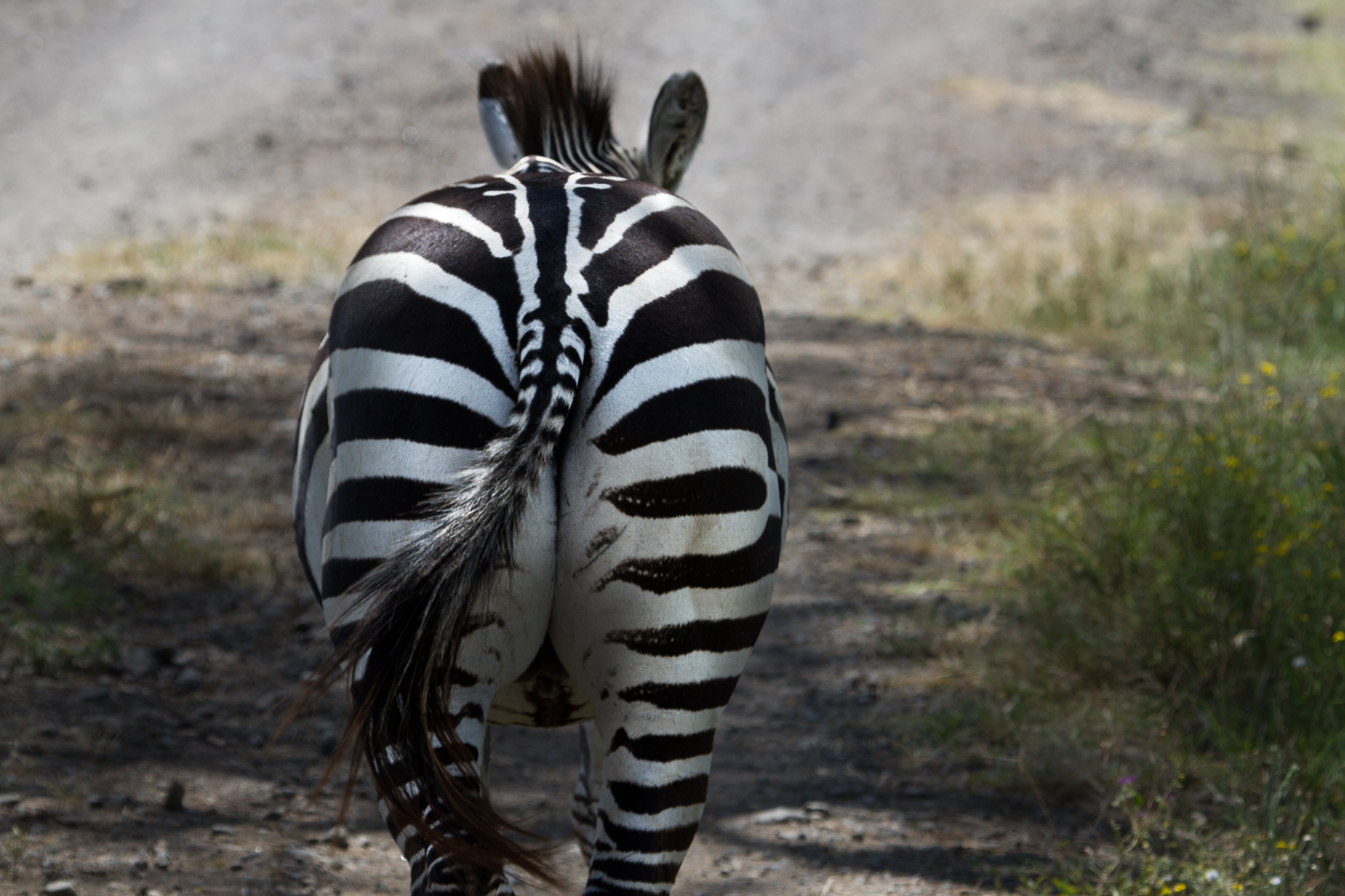 animal, animal wildlife, animals, striped