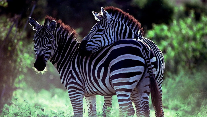 animal themes, wildlife reserve, nature, east africa Free HD Wallpaper