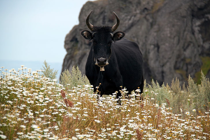 animal wildlife, rural scene, portrait, herbivorous Free HD Wallpaper