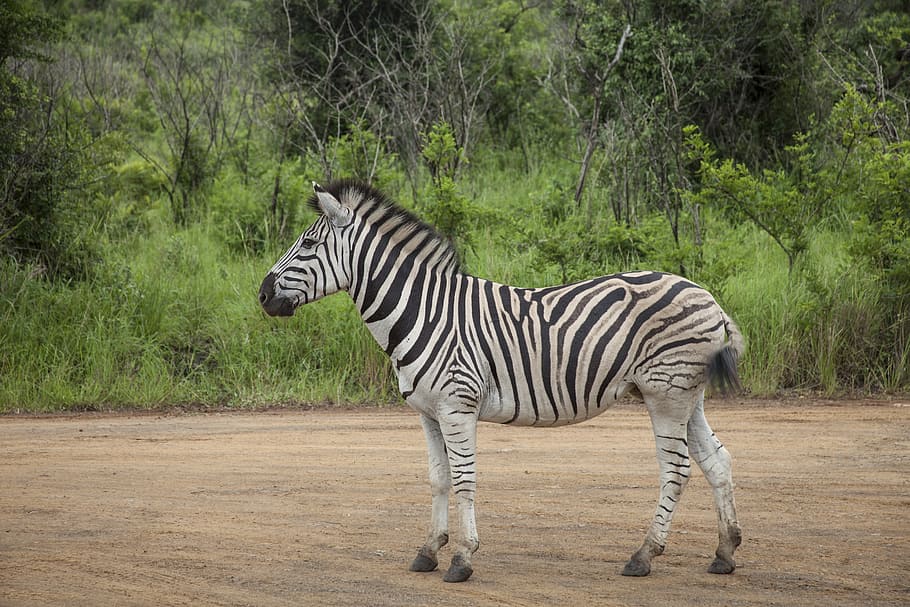 Animals with Zebra Stripes, black color, vertebrate, wilderness area, wildlife reserve Free HD Wallpaper