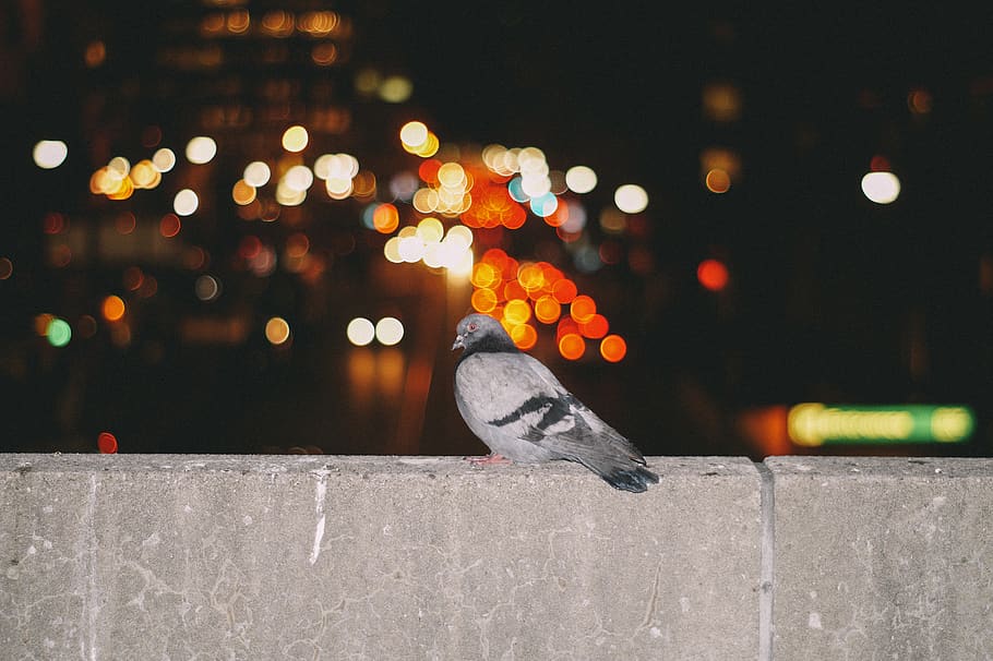 Birds Flying, focus, animal themes, focus on foreground, street Free HD Wallpaper