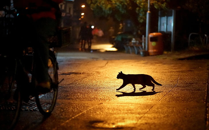 Cat, dog, night, street, cat Free HD Wallpaper