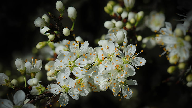 Cherry Tree Black and White, freshness, springtime, green, nature Free HD Wallpaper