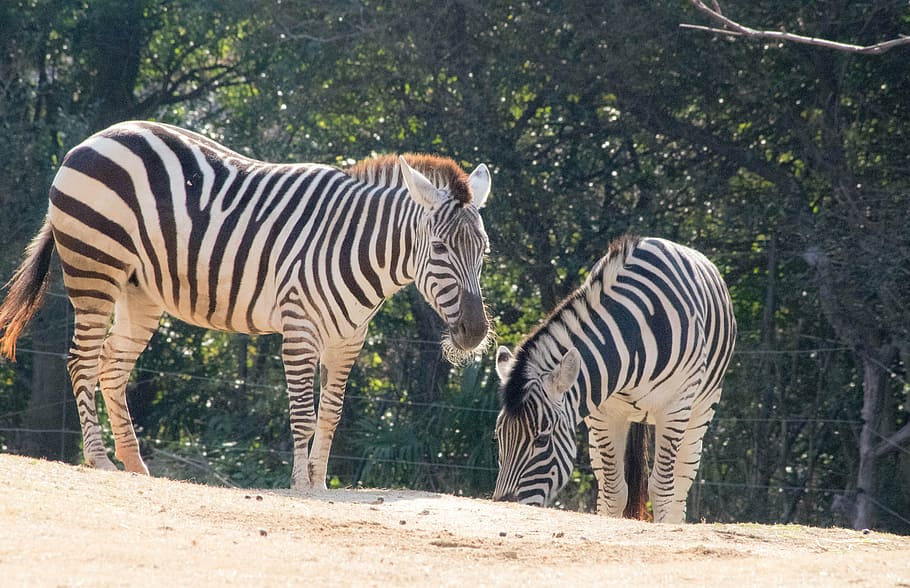 Chester Zoo Zebra, two animals, animals in the wild, black color, safari Free HD Wallpaper