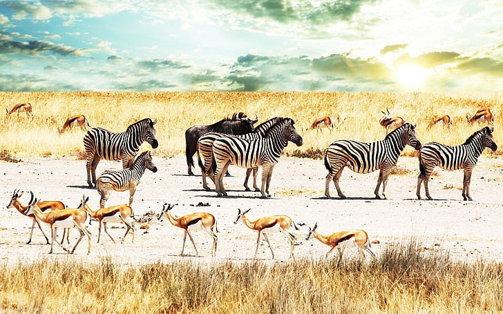 Colorful Zebra, beauty in nature, travel destinations, tanzania, eco tourism Free HD Wallpaper