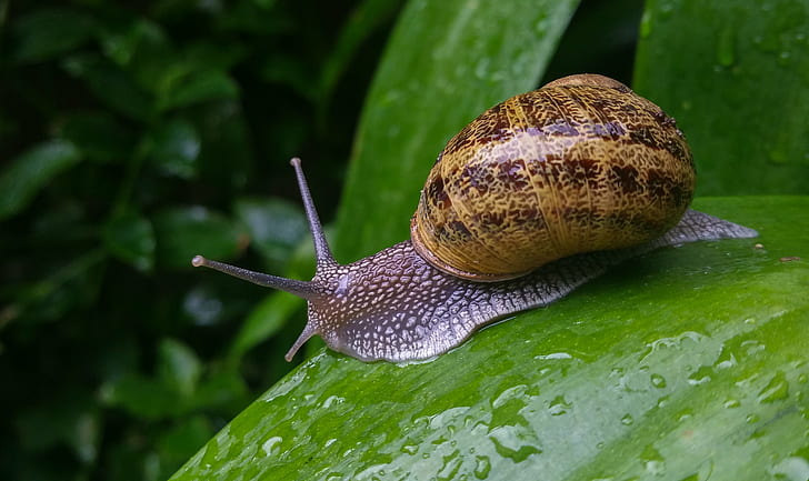 Cute Snail, animals, caracoles, animal, brown Free HD Wallpaper