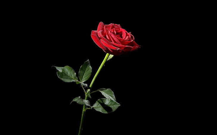 Dark Red Roses Black, leaves, leaf, plant stem, plant part Free HD Wallpaper