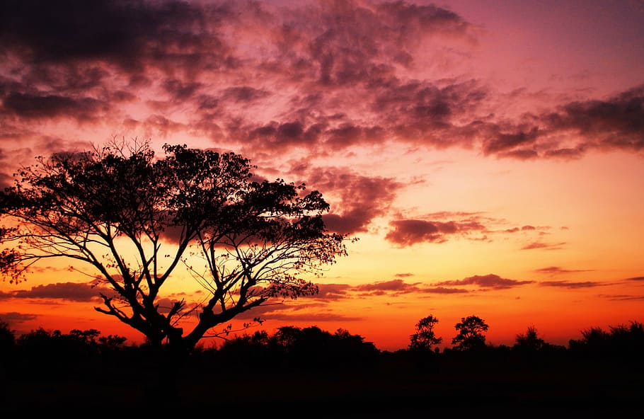 Dark Red Tree, spring, country, outdoor, agriculture Free HD Wallpaper