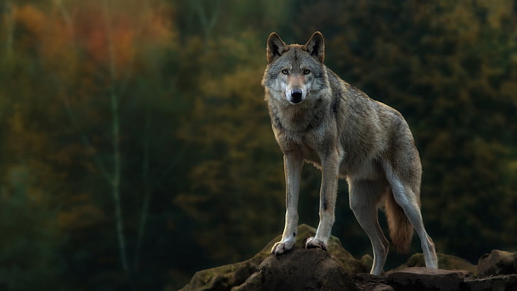 Dark Wolf, rock, herbivorous, animal, wolf Free HD Wallpaper