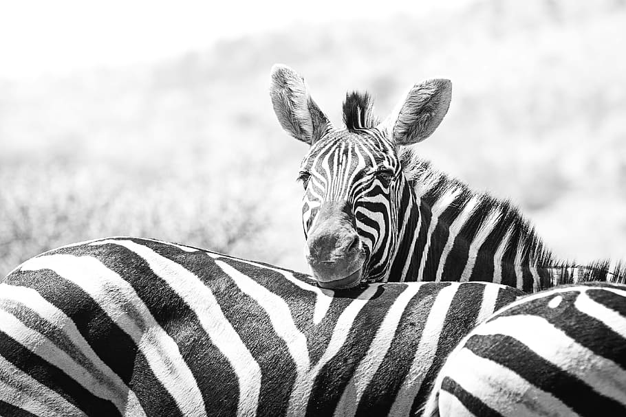 Down Syndrome Zebra, day, reserve, beauty in nature, wilderness area Free HD Wallpaper