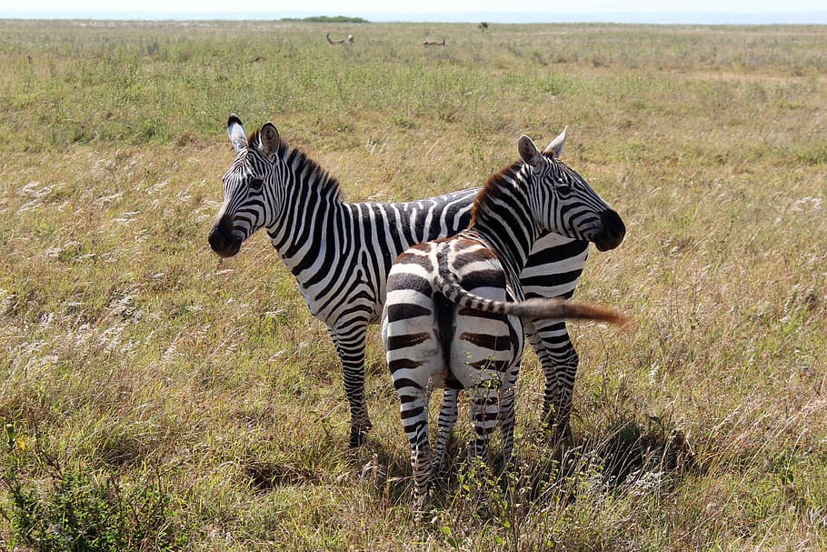 Ethiopia, herd, animal wildlife, east africa, tanzania