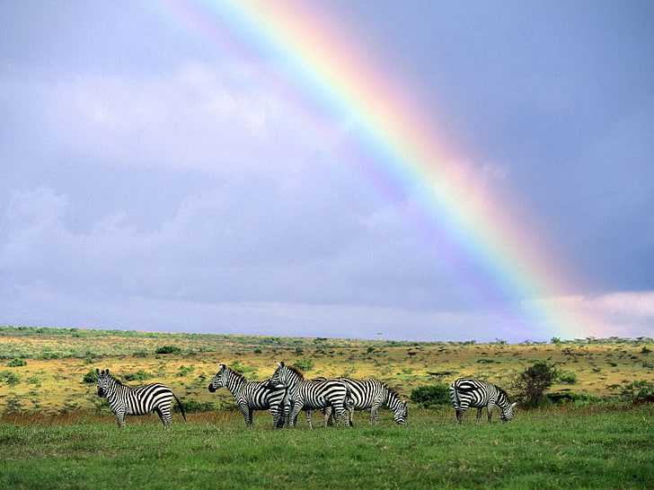 Fire Rainbow Animals, sky, masai mara national reserve, steppe, animals in the wild Free HD Wallpaper