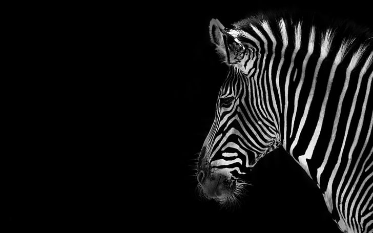 herbivorous, closeup, zebra, safari Free HD Wallpaper