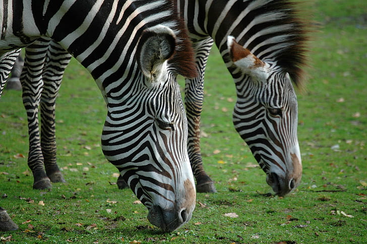 horse family, graze, wildlife reserve, wilderness area Free HD Wallpaper