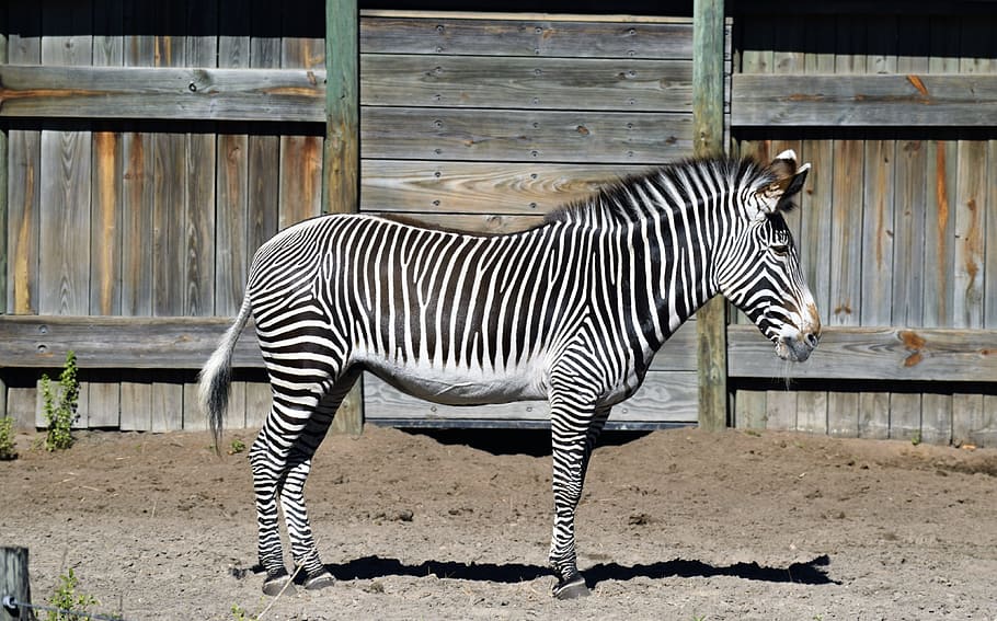 Houston Zoo Lights, day, animal wildlife, black, white Free HD Wallpaper